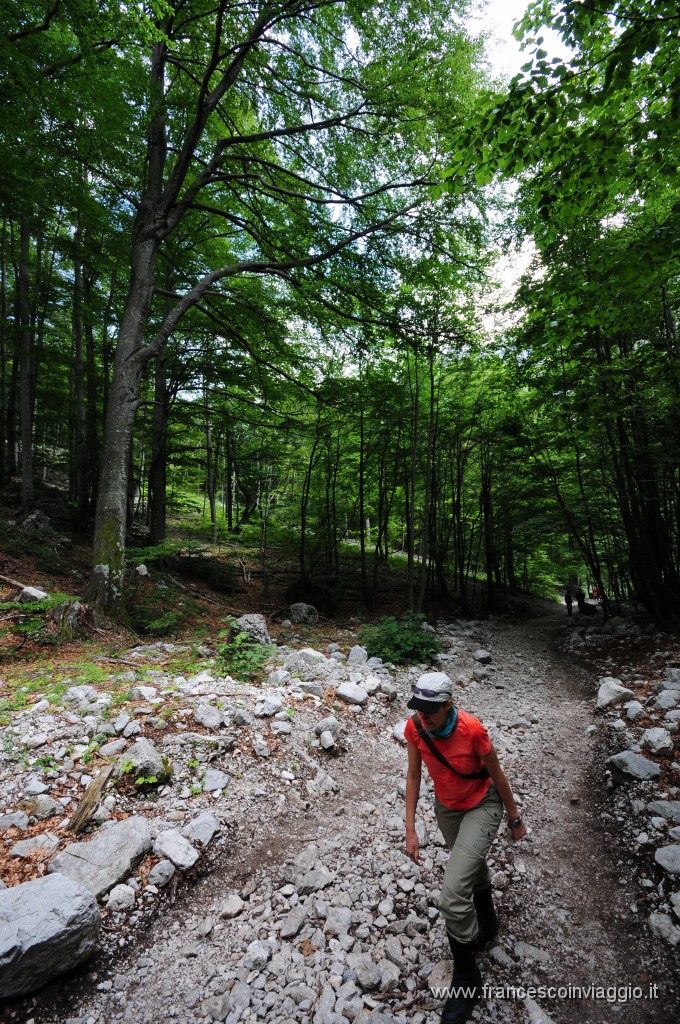 Parco Ambientale  Logarska Dolina - Cascate di Rinka 2011.08.01_4.JPG